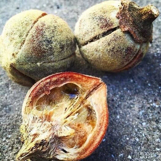 AFRICAN GUM SNOT APPLE SEEDS GORON TULA FRUIT TREE Azanza Thespesia garckeana
