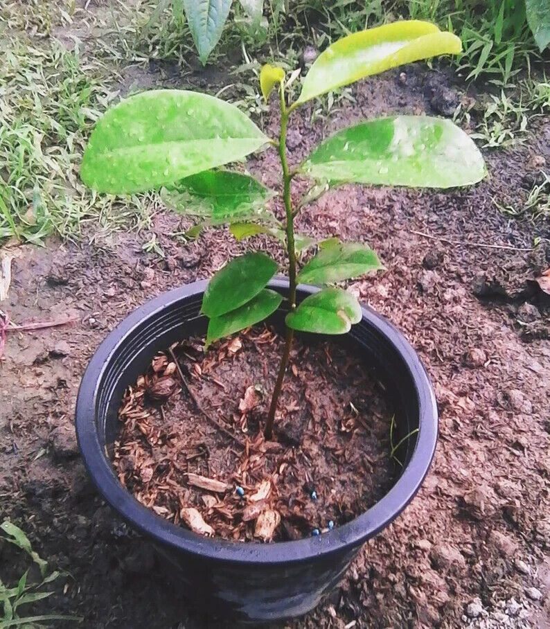 GROW TROPICAL FRUIT TREE PLANT SEEDS GUANABANA SOURSOP ANNONA MURICATA GRAVIOLA