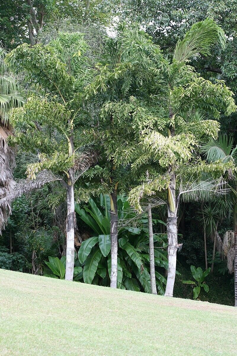 RARE GAINT Fishtail Palm Tree Seeds fish tail Caryota Urens Indoor Garden Plant