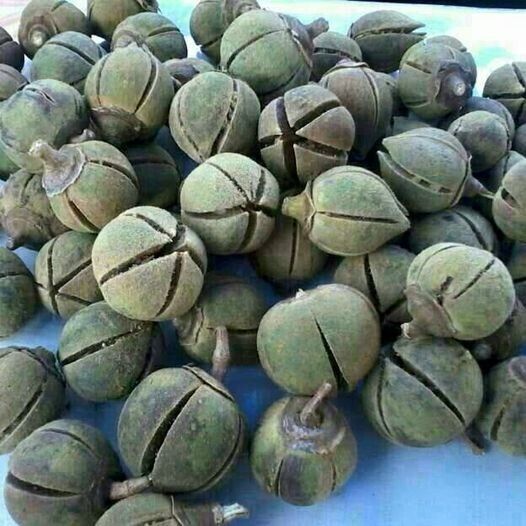 AFRICAN GUM SNOT APPLE SEEDS GORON TULA FRUIT TREE Azanza Thespesia garckeana