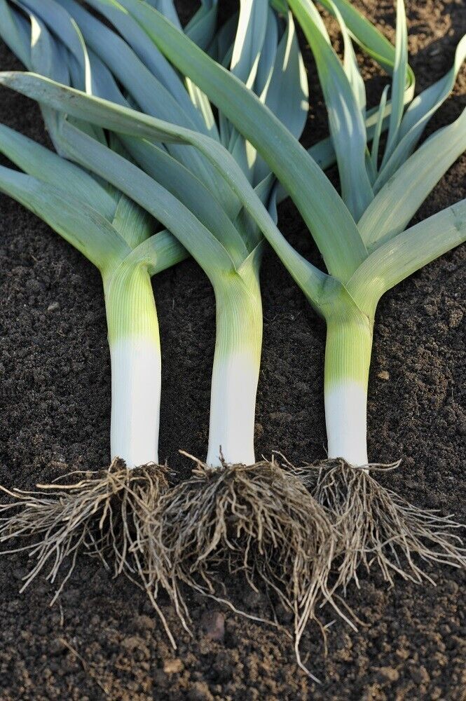 Easy To Grow Your Own Giant Leek Musselburgh Seeds Fresh Vegetables Fruit Herbs