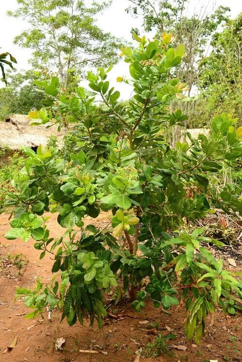 Rare Grow CASHEW NUT Seeds Edible tropical Apple fruit tree Anacardium Plant UK