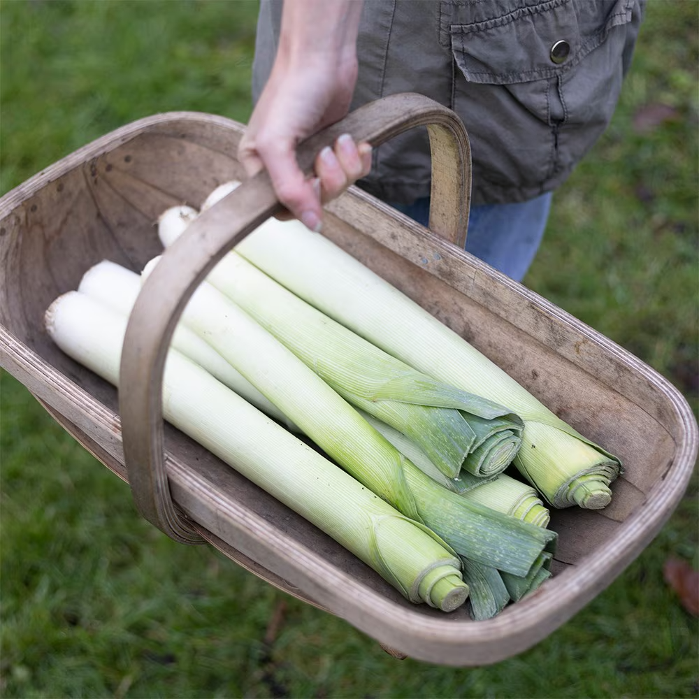 Easy To Grow Your Own Giant Leek Musselburgh Seeds Fresh Vegetables Fruit Herbs