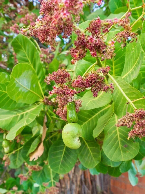 Rare Grow CASHEW NUT Seeds Edible tropical Apple fruit tree Anacardium Plant UK
