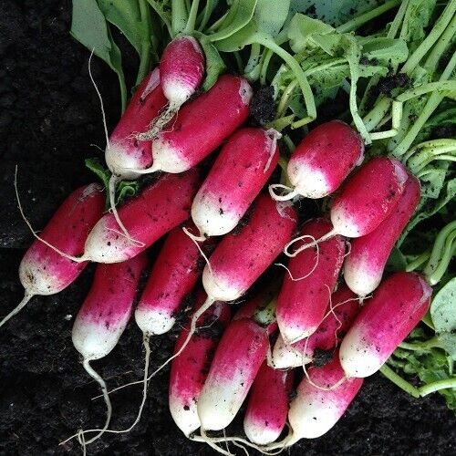Easy To Grow Your Own Radish French Breakfast Seeds Fresh Vegetables Fruit Herbs
