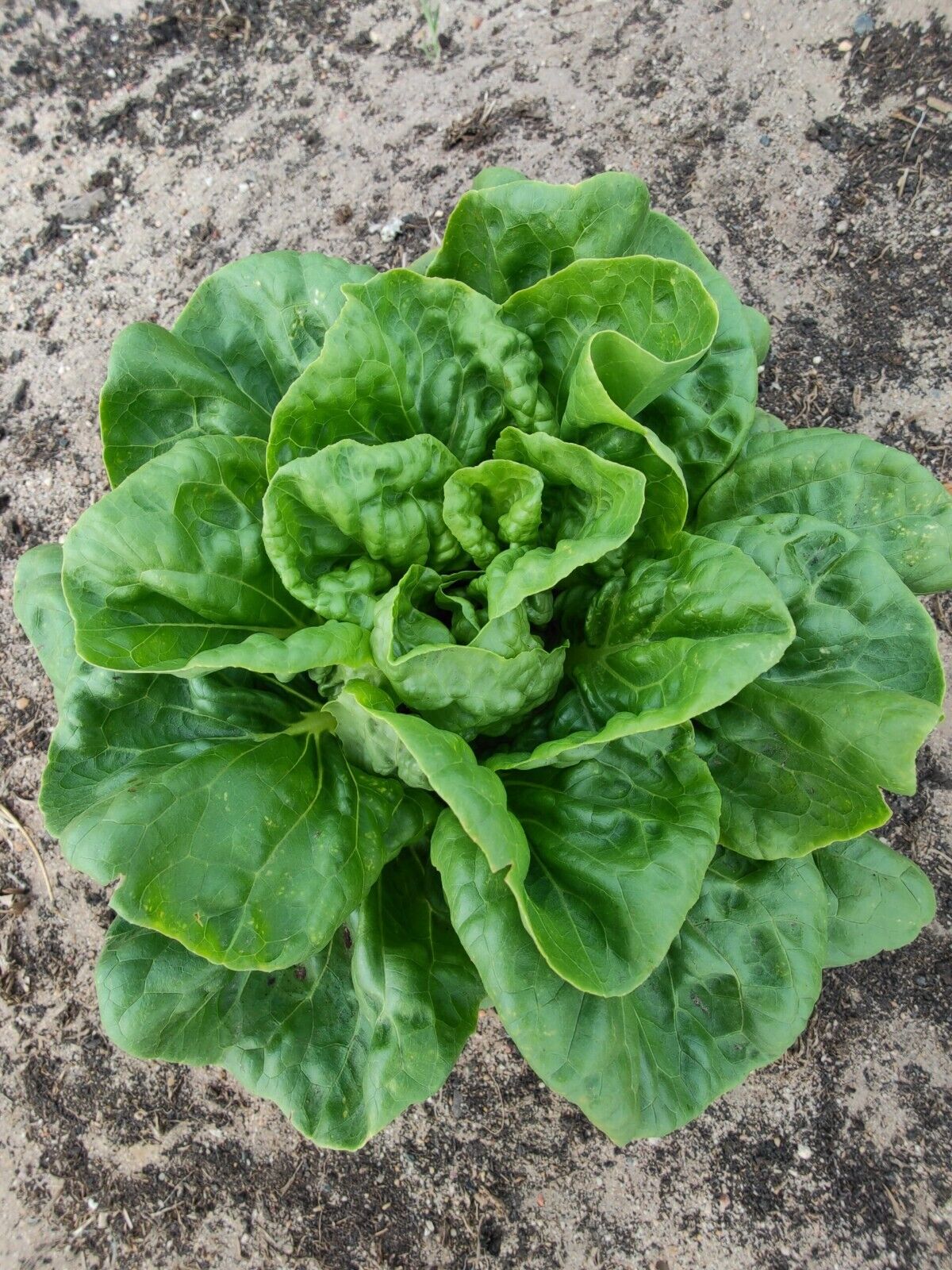 Easy To Grow Your Own Lettuce All Year Round Seeds Fresh Vegetables Herbs Fruit