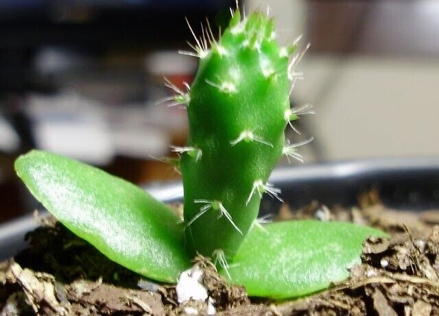 GROW YOUR OWN FRUIT Prickly Pear Cactus RARE SEEDS FIGS Cacti Edible opuntia
