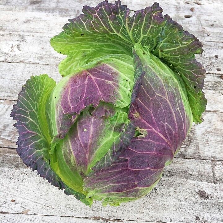Easy To Grow Your Own King Cabbage Seeds Fresh Vegetables Fruit Herbs Plants