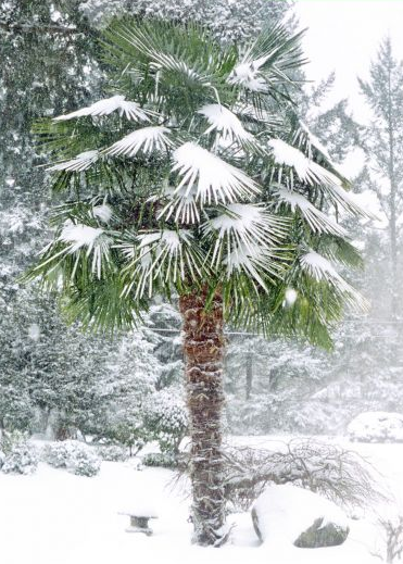 TRACHYCARPUS FORTUNEI Palm Tree Seeds UK HARDY Grown in UK Windmill Palm Tree