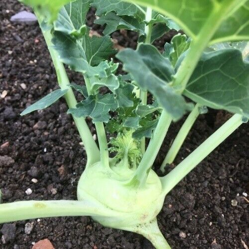 Vegetable Seeds Fresh Herbs Mixed Plants Easy Grow your Own Indoor Outdoor Fruit