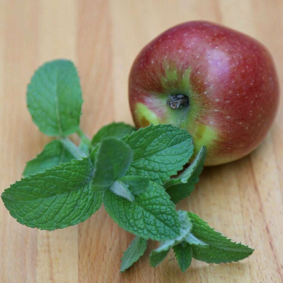 APPLE MINT 25x SEEDS RARE Fresh Herb Grow Your Own Herbal Fruit Tea Plant