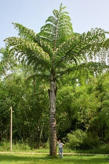 RARE GAINT Fishtail Palm Tree Seeds fish tail Caryota Urens Indoor Garden Plant