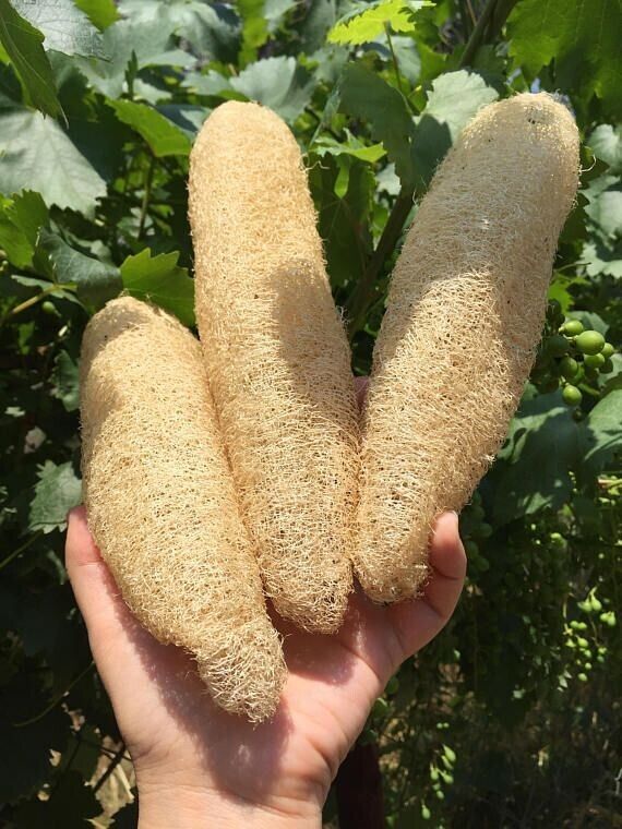 Easy To Grow Your Own natural LUFFA sponge Seeds LOOFAH Fresh Vegetables Fruit