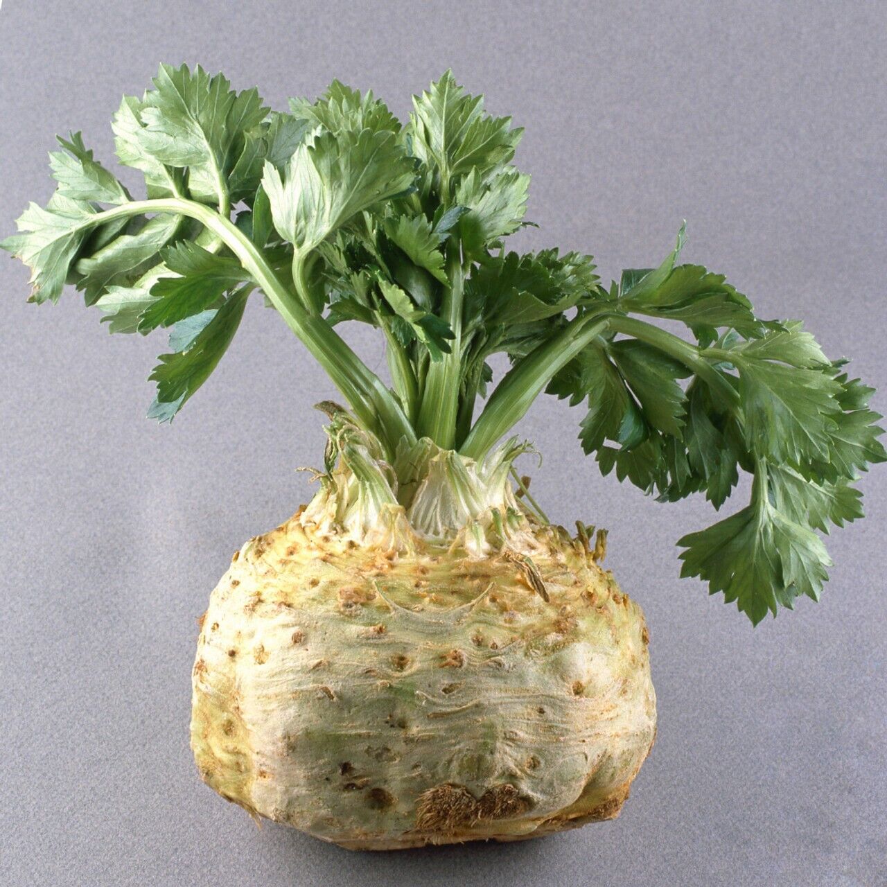 Easy To Grow Your Own GIANT Celeriac Prague Seeds Celery Fresh Vegetables Fruit