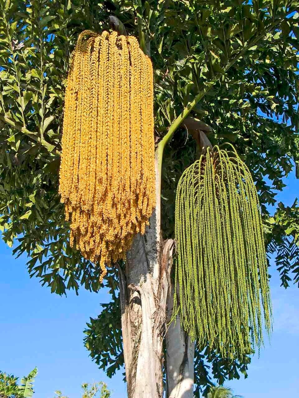 RARE GAINT Fishtail Palm Tree Seeds fish tail Caryota Urens Indoor Garden Plant
