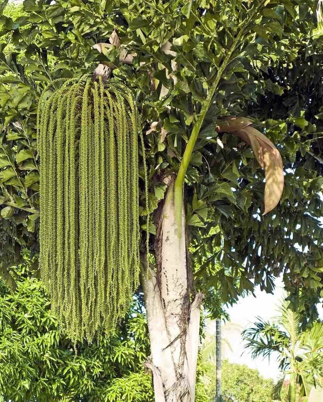 RARE GAINT Fishtail Palm Tree Seeds fish tail Caryota Urens Indoor Garden Plant