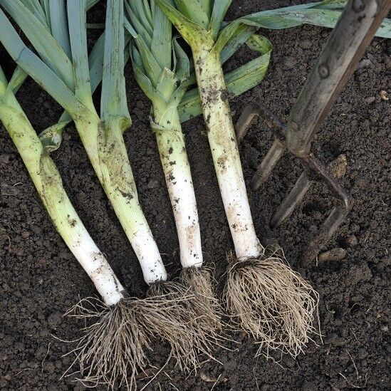Easy To Grow Your Own Giant Leek Musselburgh Seeds Fresh Vegetables Fruit Herbs