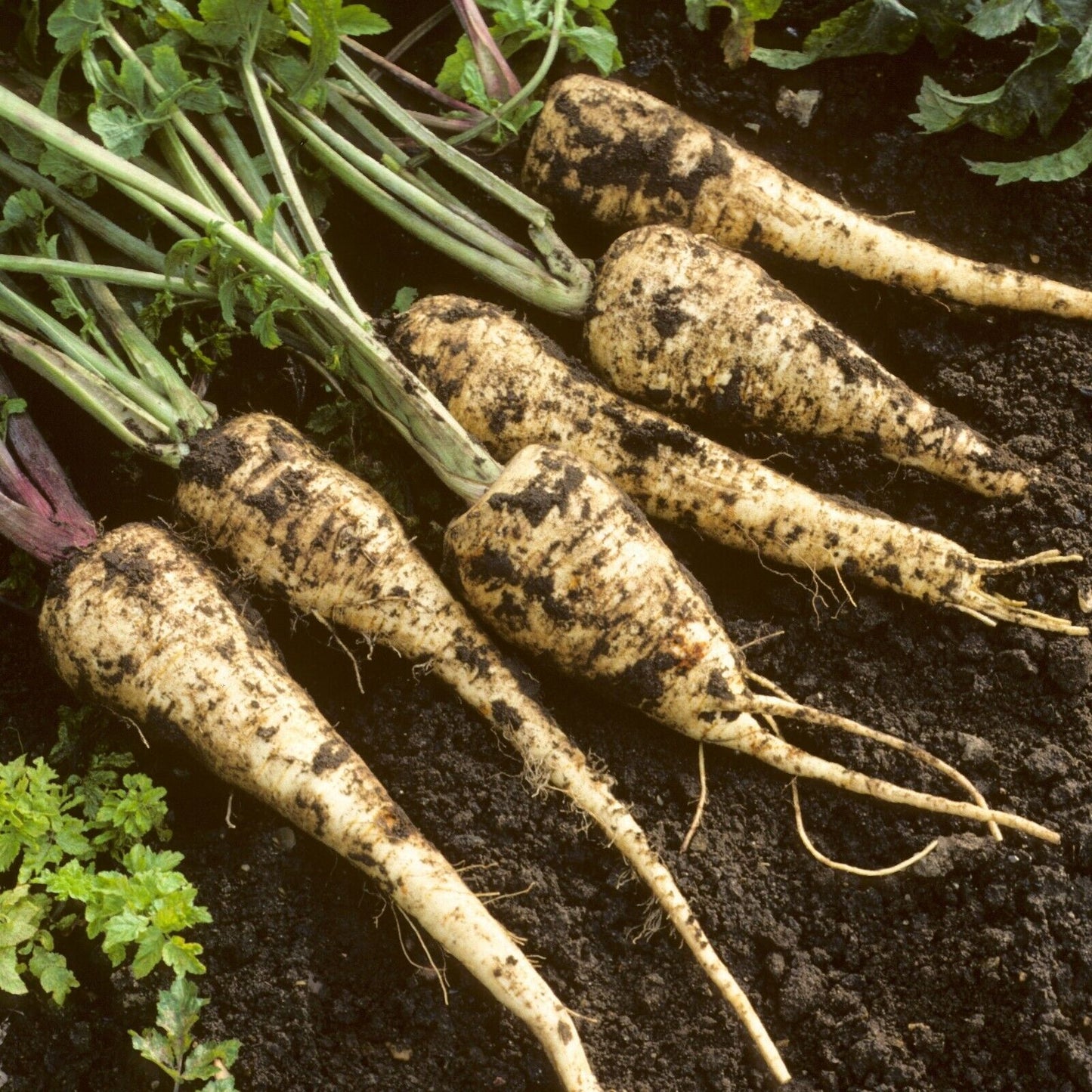 Easy To Grow Your Own GIANT Parsnip Gladiator Seeds Fresh Vegetables Herbs