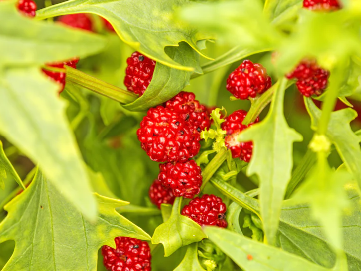 STRAWBERRY SEEDS Sticks Spinach Goosefoot CHENOPODIUM CAPITATUM Fruit Herb Berry