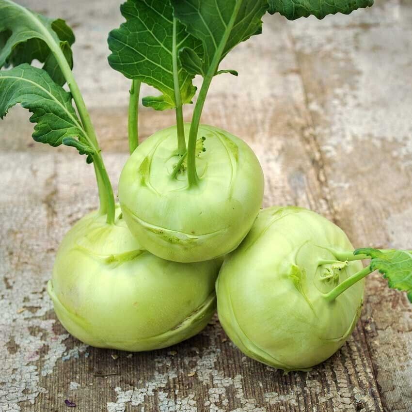 Easy To Grow Your Own Kohl Rabi Delicacy White Seeds Fresh Cabbage Vegetables