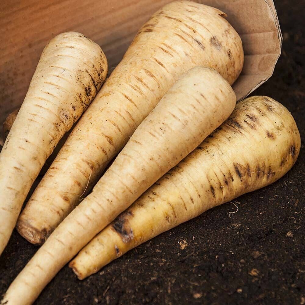 Easy To Grow Your Own Tender Parsnip True Seeds Fresh Vegetables Fruit Herbs