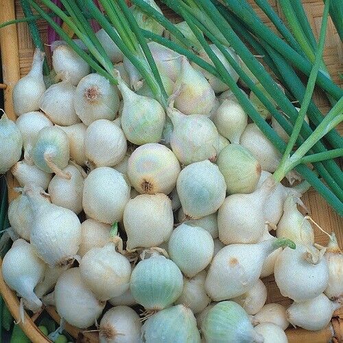 Easy To Grow Your Own Onion Paris Silver skin Seeds Fresh Vegetables Herbs