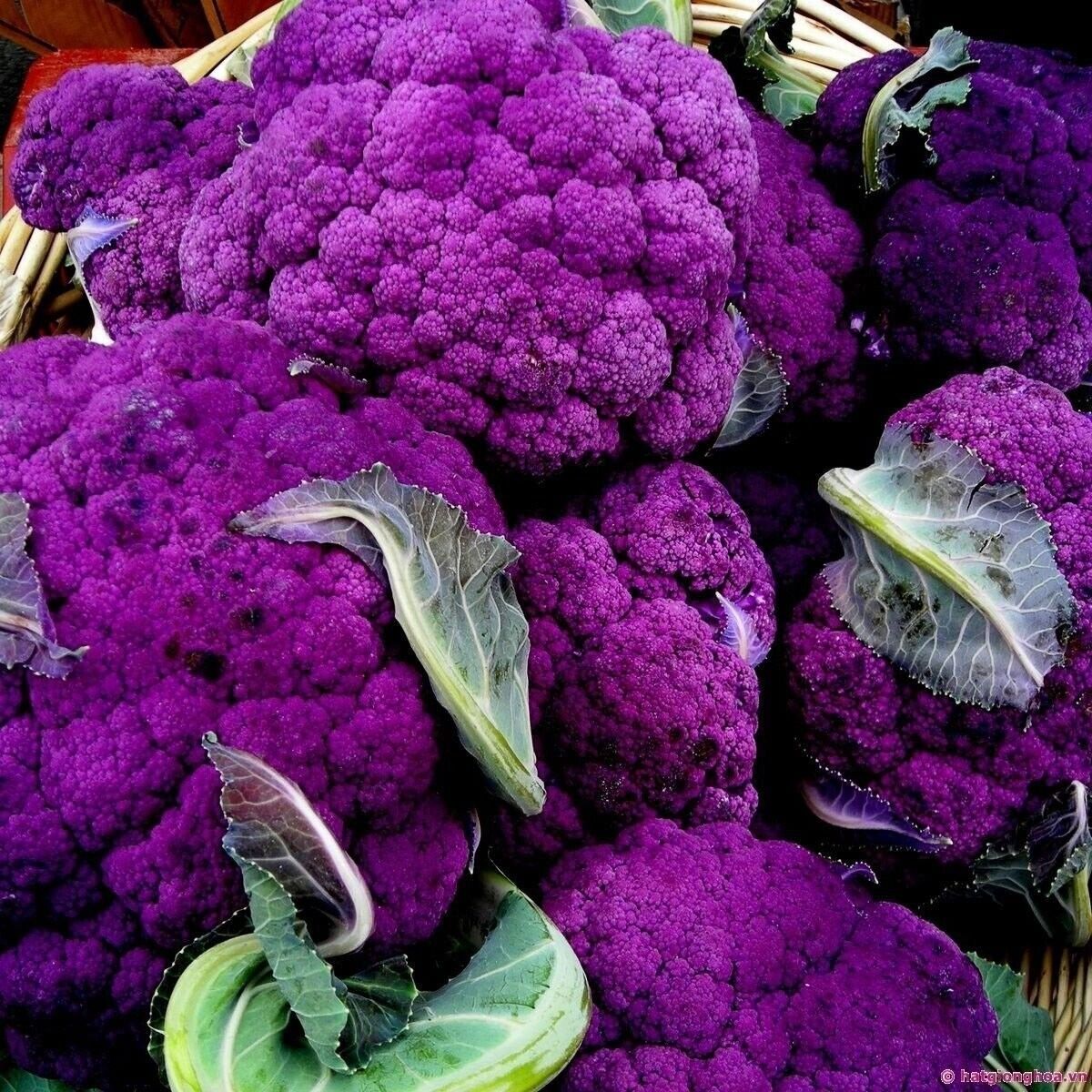 Vegetable Seeds Fresh Herbs Mixed Plants Easy Grow your Own Indoor Outdoor Fruit