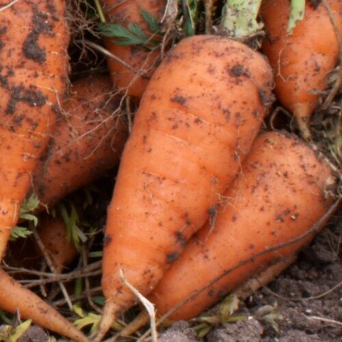 Easy Grow Your Own Chunky Carrot Chatenay Red Core Seeds Fresh Vegetables Fruit