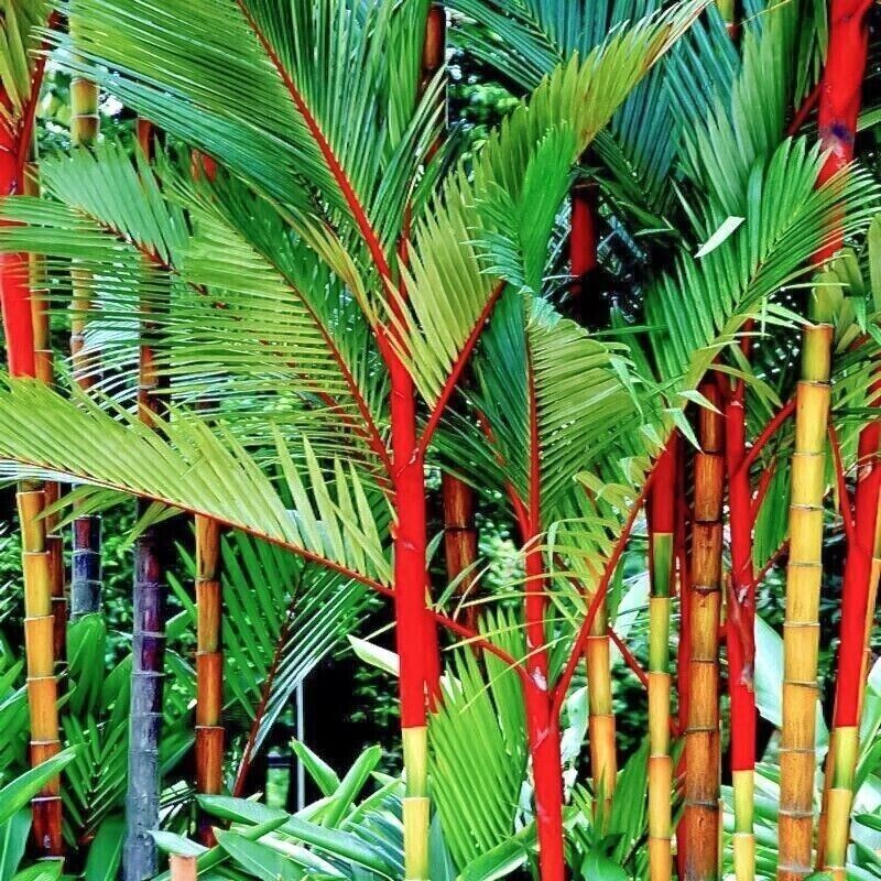 Red Lipstick Palm Tree RARE Seeds Sealing Wax Cyrtostachys renda lakka Plant