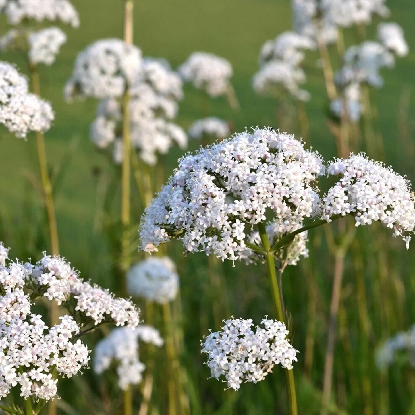 Easy To Grow Your Own Herb Anise Seeds liquorice Fresh Vegetables Fruit Herbs