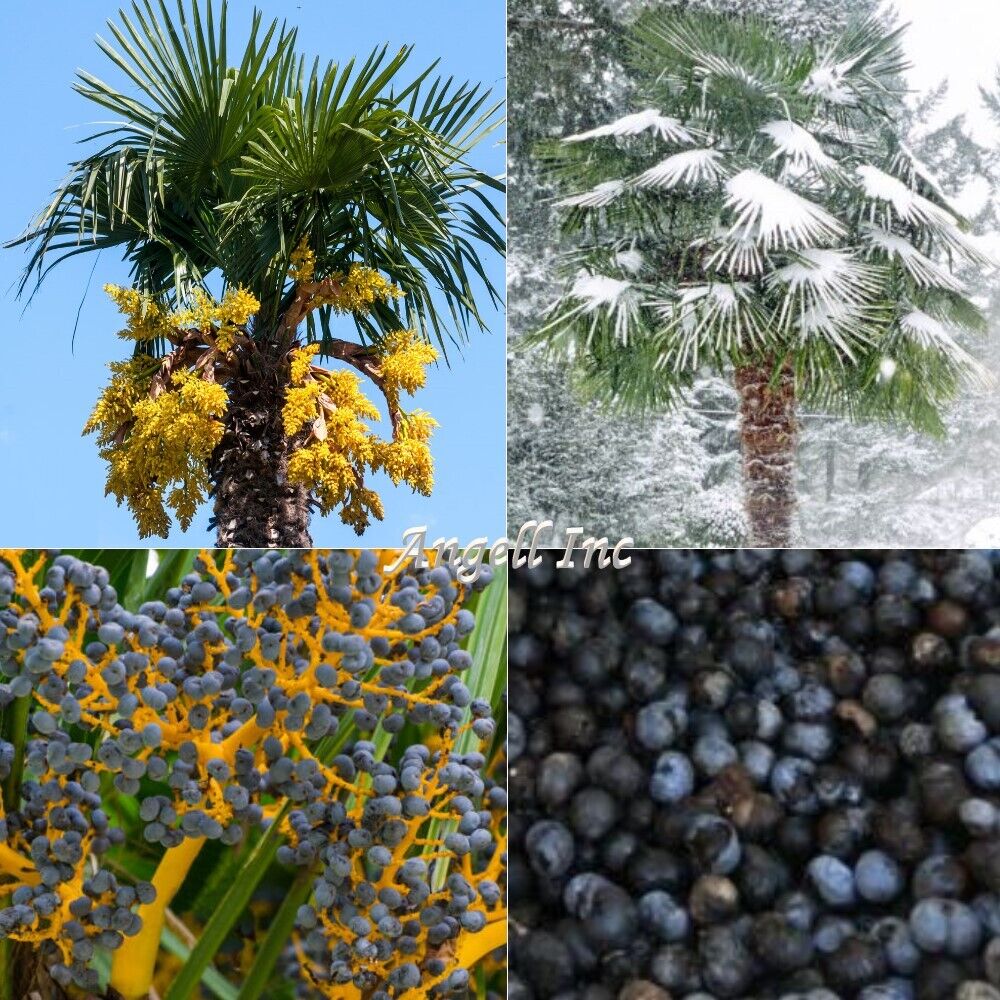 TRACHYCARPUS FORTUNEI Palm Tree Seeds UK HARDY Grown in UK Windmill Palm Tree