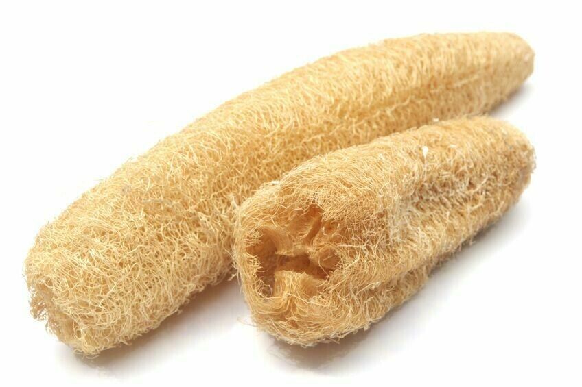 Easy To Grow Your Own natural LUFFA sponge Seeds LOOFAH Fresh Vegetables Fruit