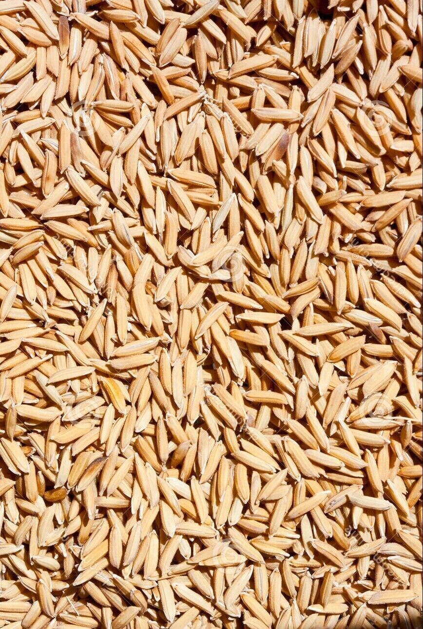 GROW YOUR OWN Thai White Jasmine Rice Plant Fresh SEEDS Organic Vegetable Grain