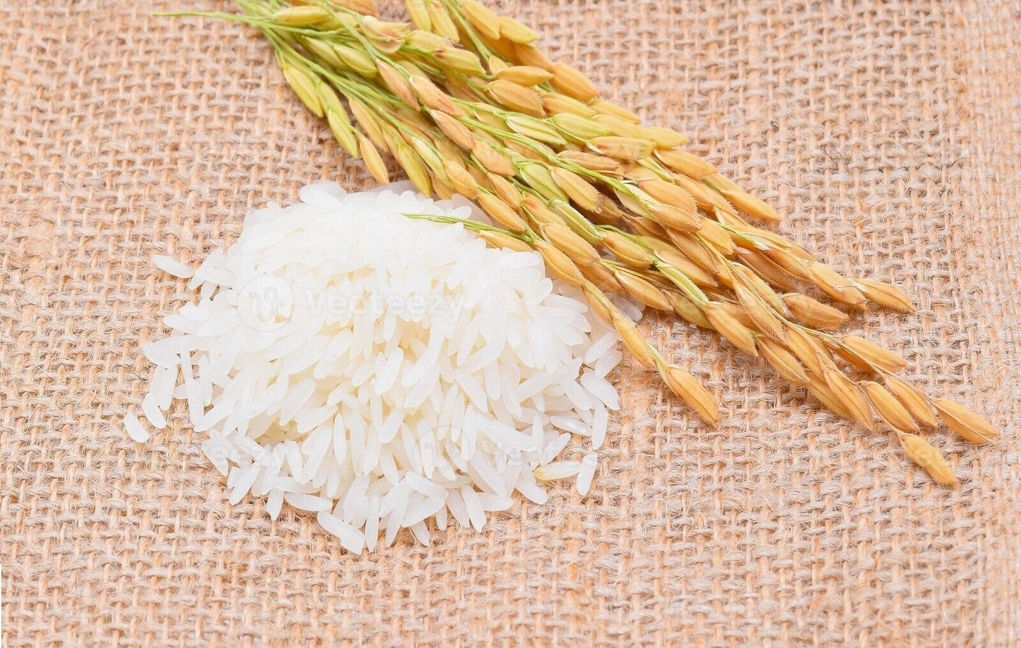 GROW YOUR OWN Thai White Jasmine Rice Plant Fresh SEEDS Organic Vegetable Grain