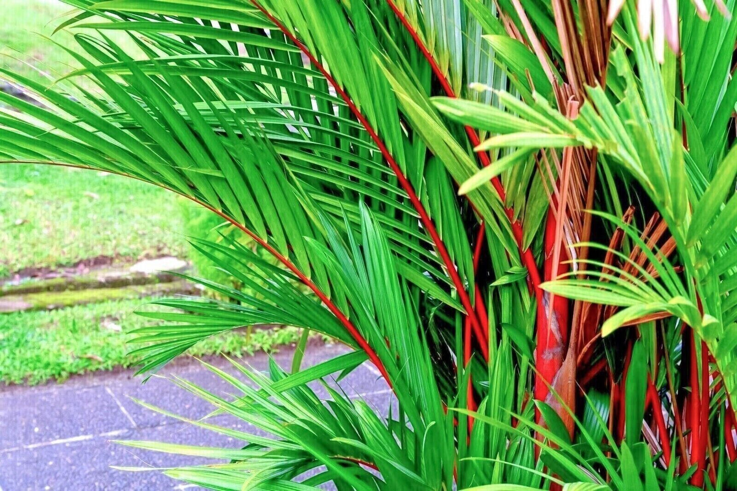 Red Lipstick Palm Tree RARE Seeds Sealing Wax Cyrtostachys renda lakka Plant