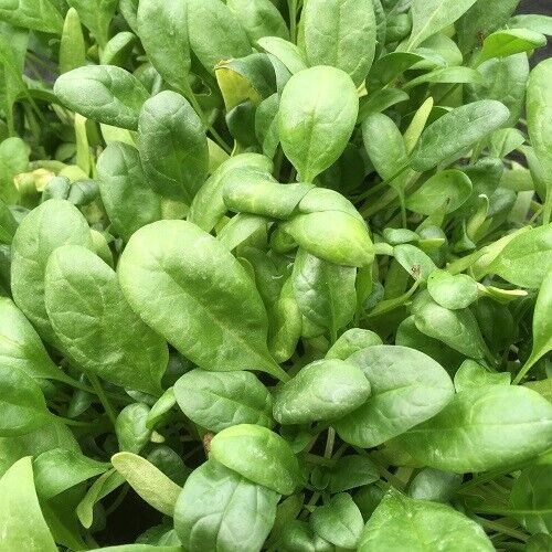 Vegetable Seeds Fresh Herbs Mixed Plants Easy Grow your Own Indoor Outdoor Fruit