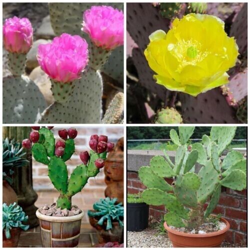 GROW YOUR OWN FRUIT Prickly Pear Cactus RARE SEEDS FIGS Cacti Edible opuntia
