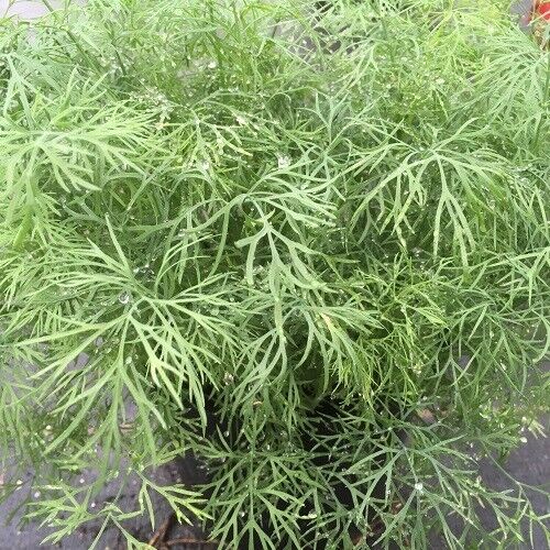 Vegetable Seeds Fresh Herbs Mixed Plants Easy Grow your Own Indoor Outdoor Fruit