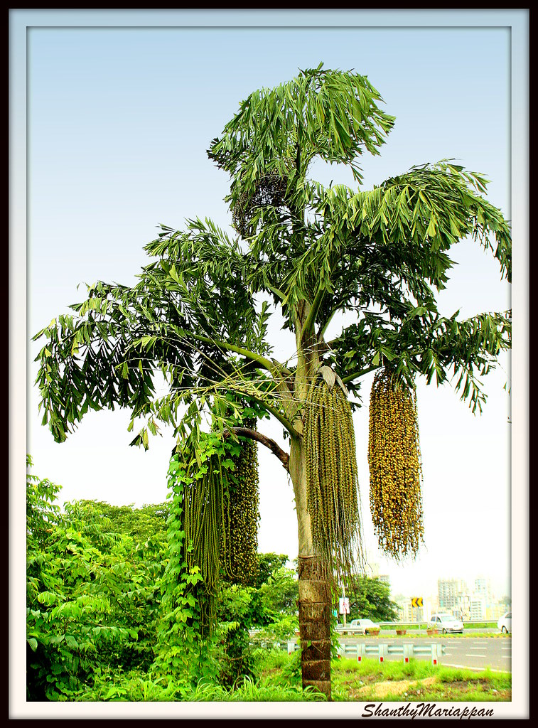 RARE GAINT Fishtail Palm Tree Seeds fish tail Caryota Urens Indoor Garden Plant