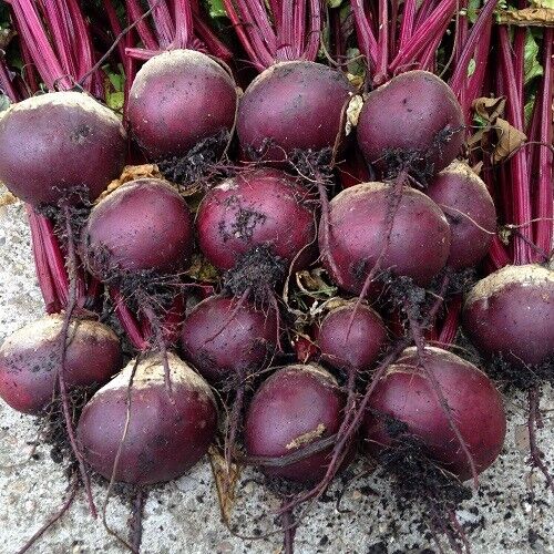 Vegetable Seeds Fresh Herbs Mixed Plants Easy Grow your Own Indoor Outdoor Fruit