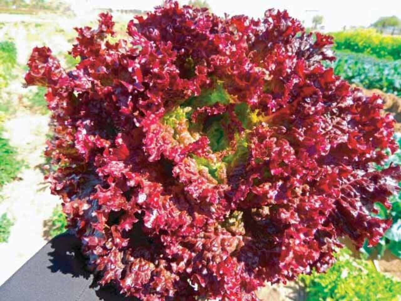 Easy To Grow Your Own Red Lettuce Lollo Rossa Seeds Fresh Vegetables Fruit Herbs