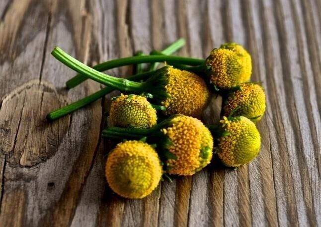 MEDICAL PLANT Toothache Numbing Throat Ulcer Electric Daisy BUZZ SEEDS Acmella