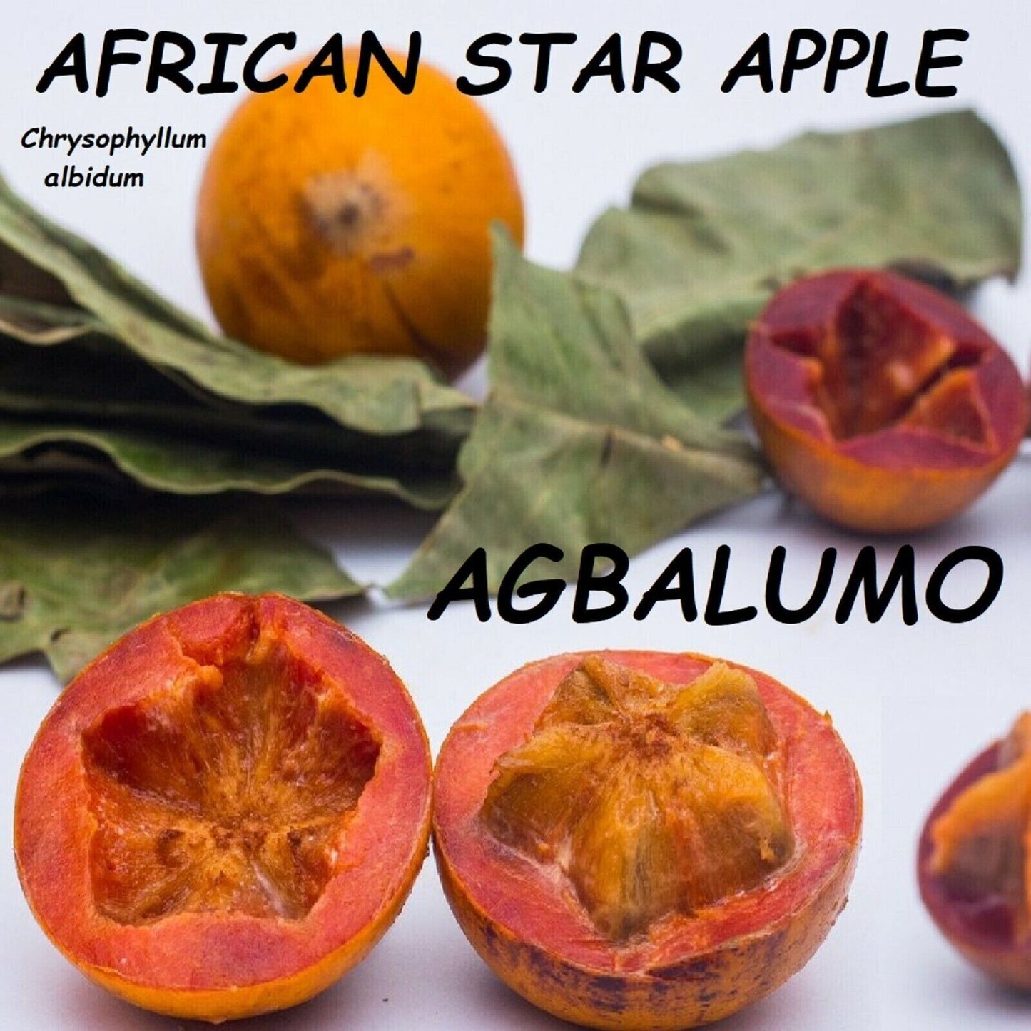 RARE SEEDS AFRICAN WHITE STAR APPLE CHERRY FRUIT TROPICAL TREE Chrysophyllum
