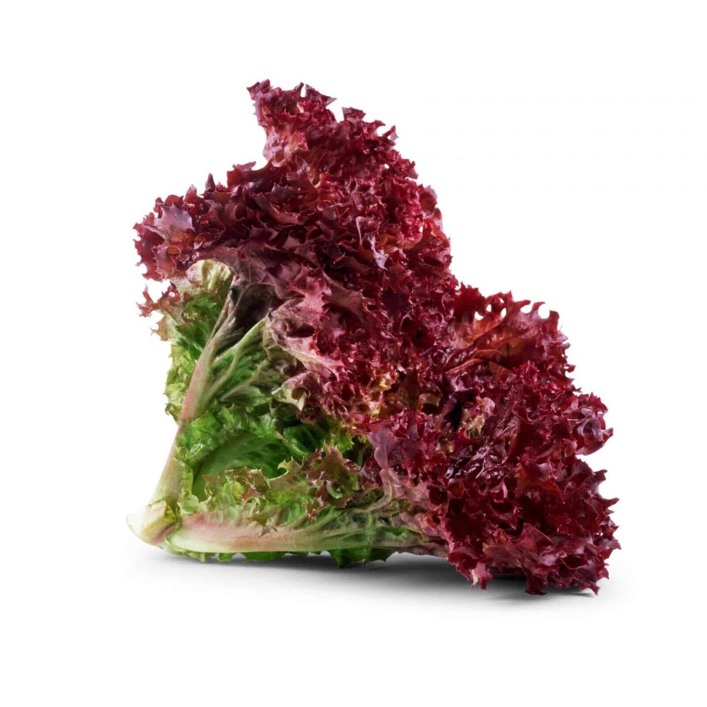 Easy To Grow Your Own Red Lettuce Lollo Rossa Seeds Fresh Vegetables Fruit Herbs