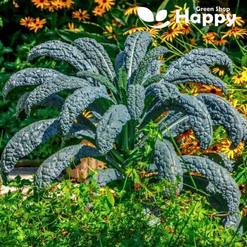 Easy Grow Your Own Kale Borecole Nero di Toscan Seeds Black Russian Vegetable