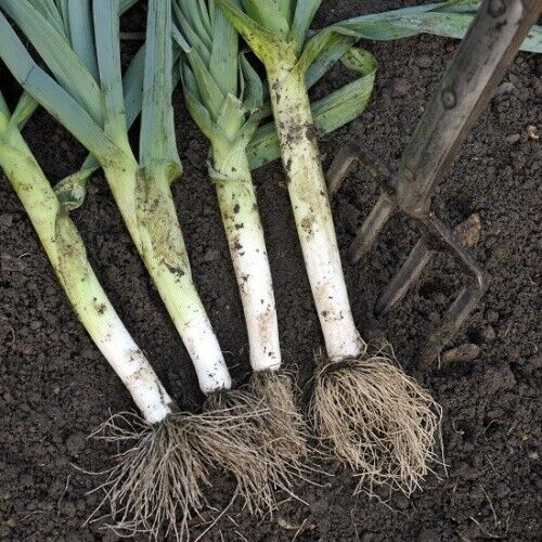 Vegetable Seeds Fresh Herbs Mixed Plants Easy Grow your Own Indoor Outdoor Fruit