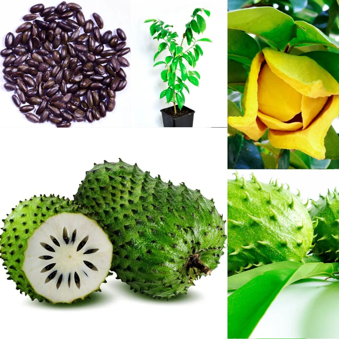 GROW TROPICAL FRUIT TREE PLANT SEEDS GUANABANA SOURSOP ANNONA MURICATA GRAVIOLA