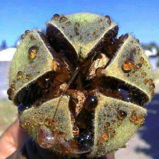 AFRICAN GUM SNOT APPLE SEEDS GORON TULA FRUIT TREE Azanza Thespesia garckeana