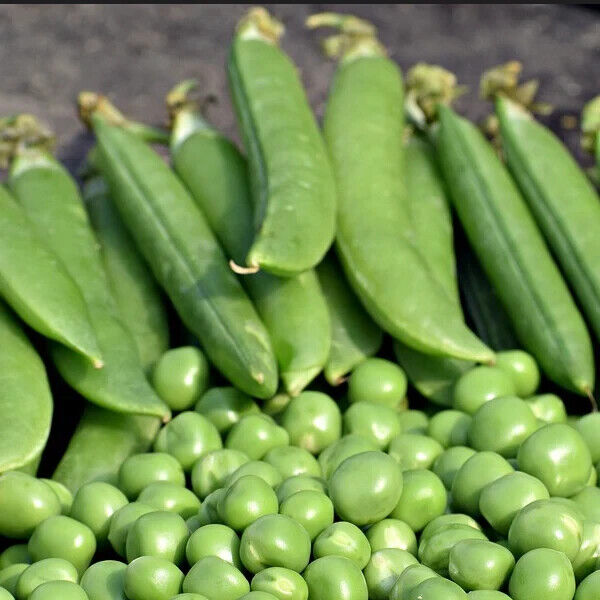 Easy Grow Your Own Pea Onward Peas Pod Seeds Fresh Vegetables Vine Herbs Plant