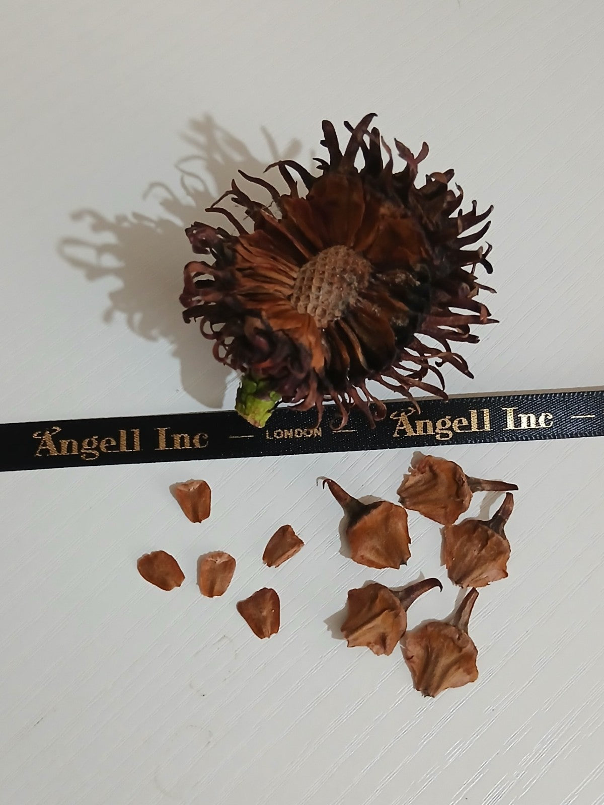 Rare Wollemi Pine Seeds (Wollemia nobilis) – Jurassic Tree, Bonsai Starter, Fresh Exotic Seeds UK